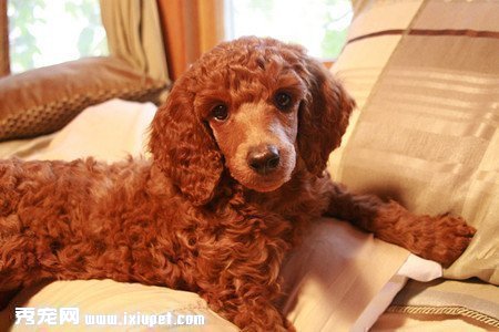 貴賓犬到哪裡買好？買貴賓犬需注意哪些事項？