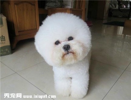 怎樣選購比熊犬