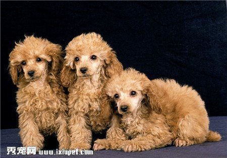貴賓犬到哪裡買好？買貴賓犬需注意哪些事項？