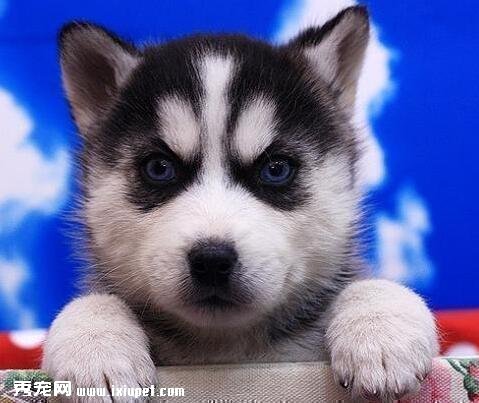 怎樣挑選哈士奇幼犬
