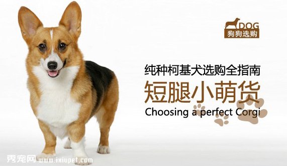 純種柯基犬選購標准及特點介紹