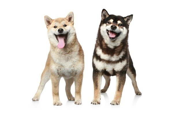 【傻傻分不清】5個方面教你分辨秋田和柴犬！-蠢萌說