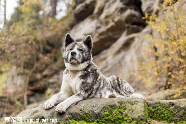 【傻傻分不清】5個方面教你分辨秋田和柴犬！-蠢萌說