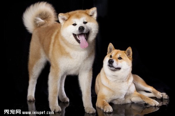 【傻傻分不清】5個方面教你分辨秋田和柴犬！-蠢萌說