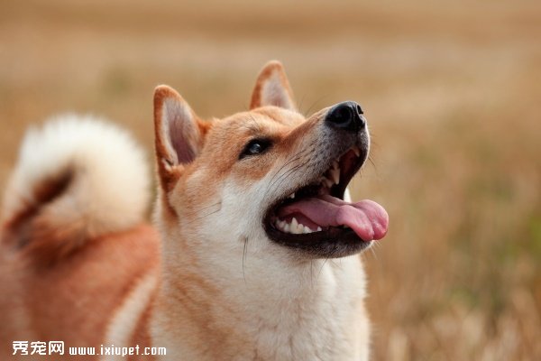 【傻傻分不清】5個方面教你分辨秋田和柴犬！-蠢萌說