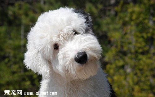 如何挑選英國古代牧羊犬【圖】