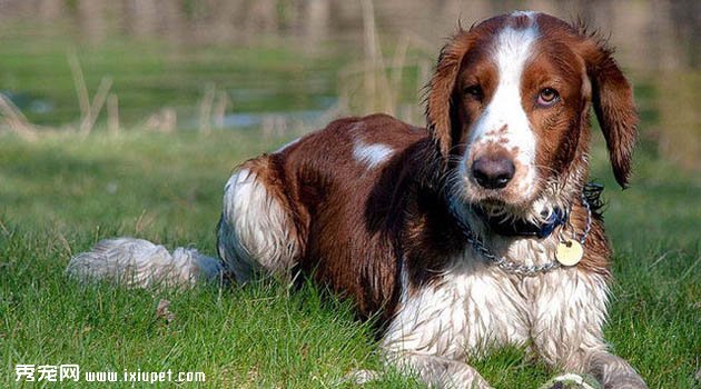 威爾士史賓格犬圖片欣賞2