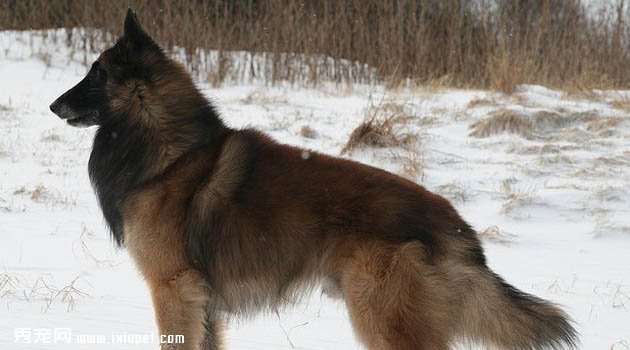 拉坎諾斯犬圖片欣賞2