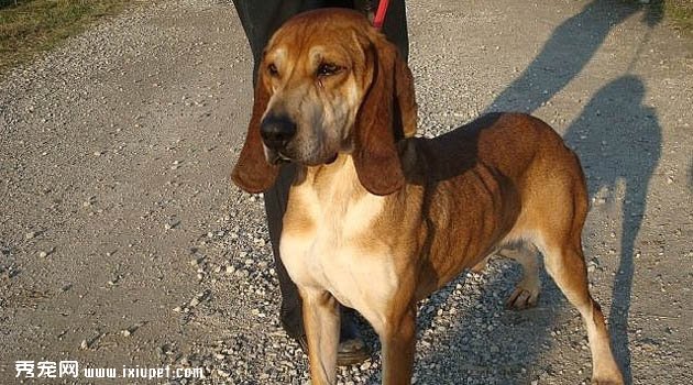 短毛意大利獵犬價格