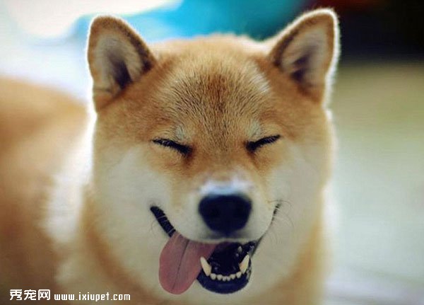 新手必學|怎麼判別柴犬的健康狀況?