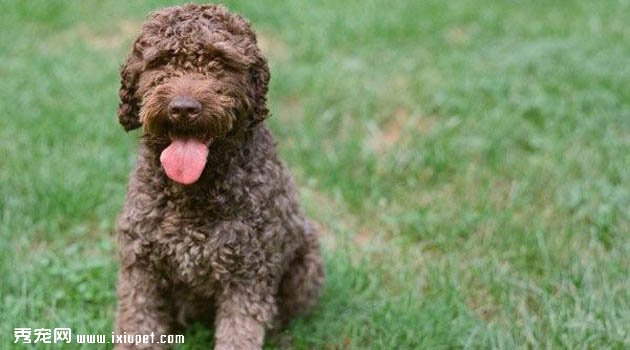 羅曼娜水犬圖片欣賞4