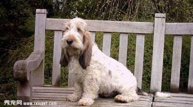 格裡芬狩獵犬圖片欣賞2