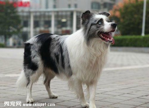 影響隕石邊境牧羊犬價格因素和具體價格介紹