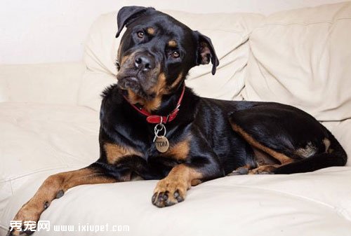 羅威納犬性格特點和特征介紹【圖】