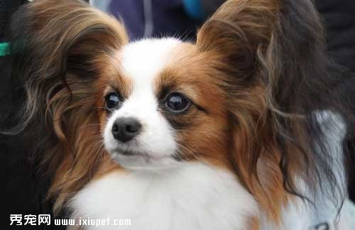 蝴蝶犬的生活習性和FCI標准【圖】