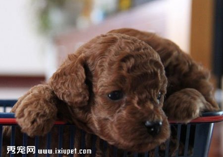 影響貴賓犬價格的因素有哪些？