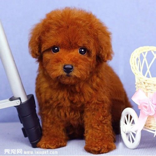 貴賓犬和泰迪犬的區別到底在哪裡？
