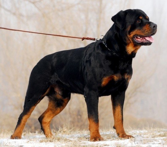 寵物狗羅威納犬性格特點及圖片