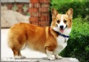 CKF標准的柯基犬具備哪些條件