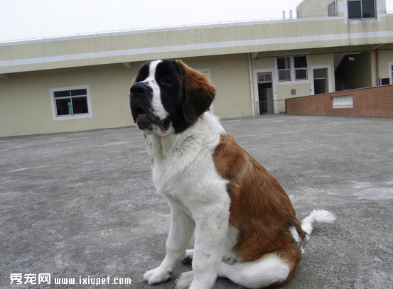 聖伯納犬
