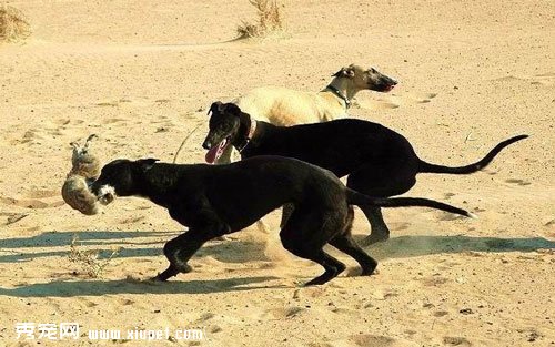 靈缇犬|格力犬FCI標准介紹