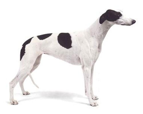 格力和靈缇犬其實是同一犬種，那麼該如何選購靈缇犬？