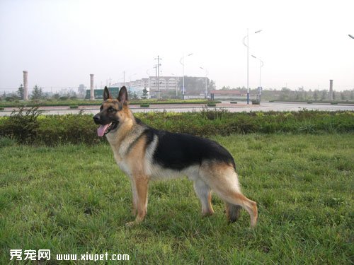 【德國牧羊犬選購】如何挑選鑒別優秀的德國牧羊犬