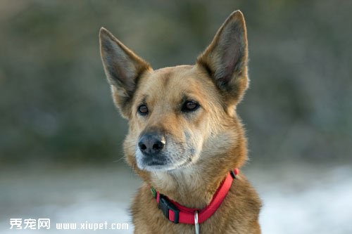 【德國牧羊犬選購】挑選德國牧羊犬的時候我們需要注意哪些問題？
