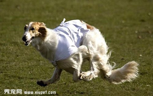 有哪些方法可以選購靈提犬？