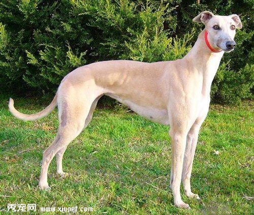 靈缇犬選購之外形特征