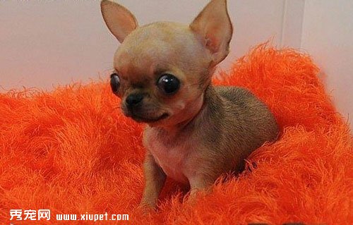 如何選購茶杯犬？選購標准是什麼？