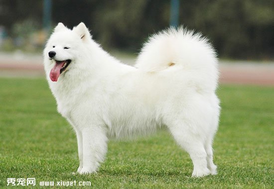 薩摩耶犬年齡和體重對照表
