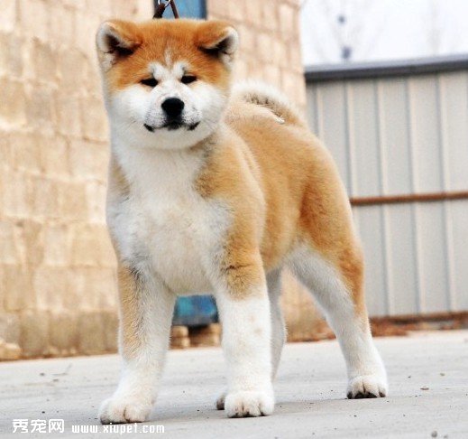 挑選秋田犬需要掌握哪些竅門