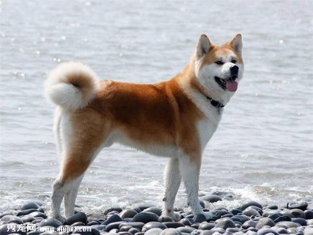 如何根據外表選購秋田犬