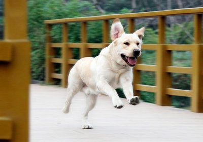 怎麼樣挑選拉布拉多犬的狗糧
