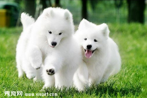 如何選購優良的薩摩耶犬