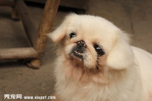 北京犬的形態特征及生活習性