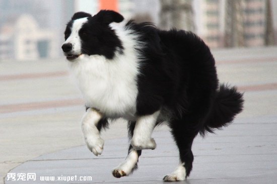 如何分辨邊境牧羊犬以及是否聰明