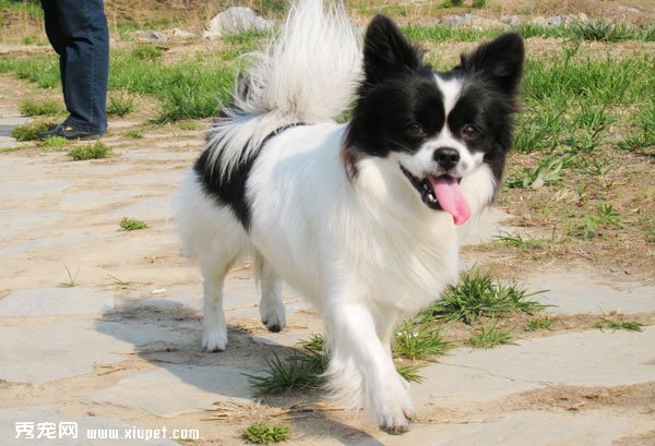 從外形辨別蝴蝶犬的形態特征