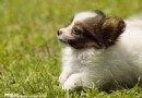 如何從牙齒判斷蝴蝶犬的年齡？