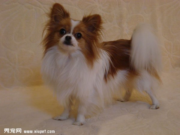 怎麼選購蝴蝶犬？如何鑒別蝴蝶犬的好壞