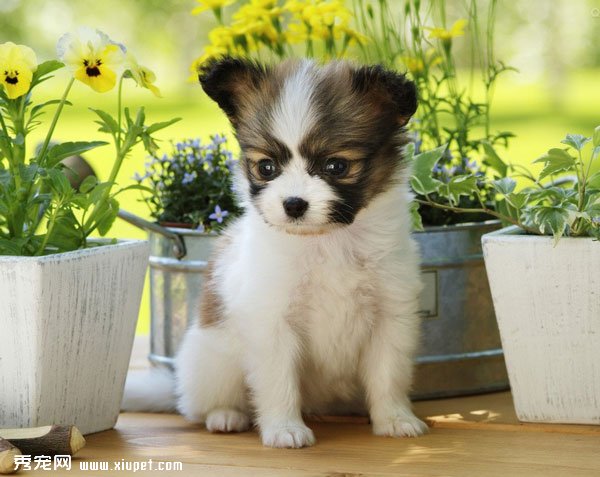 蝴蝶犬有哪些類型？什麼類型的蝴蝶犬適合你？