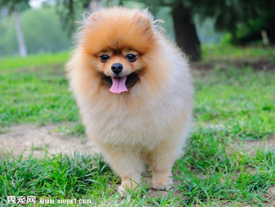 怎麼看博美犬是純種？挑選純種博美犬的方法