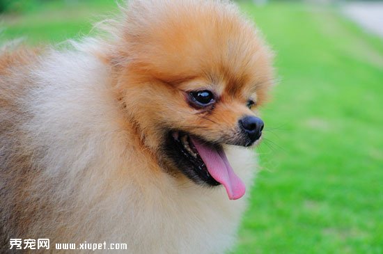 博美AKC標准介紹 博美犬體型氣質