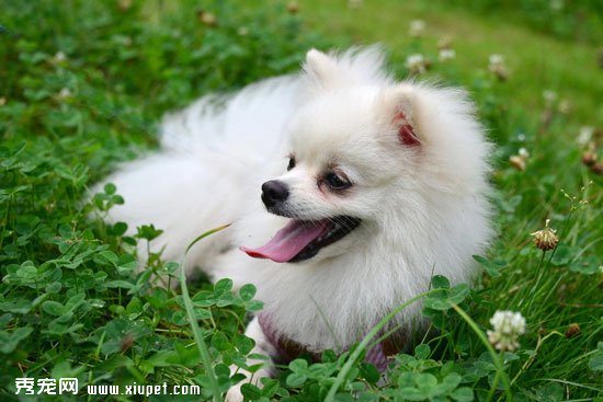 博美犬有幾種顏色？博美犬顏色介紹