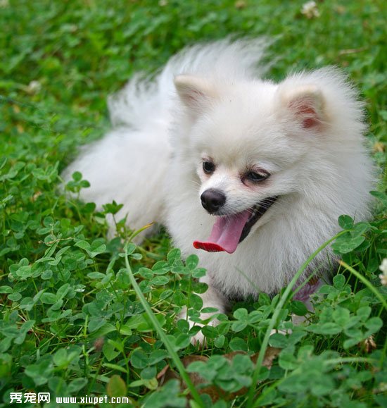 哈多利博美犬 什麼是哈多利血系博美犬？