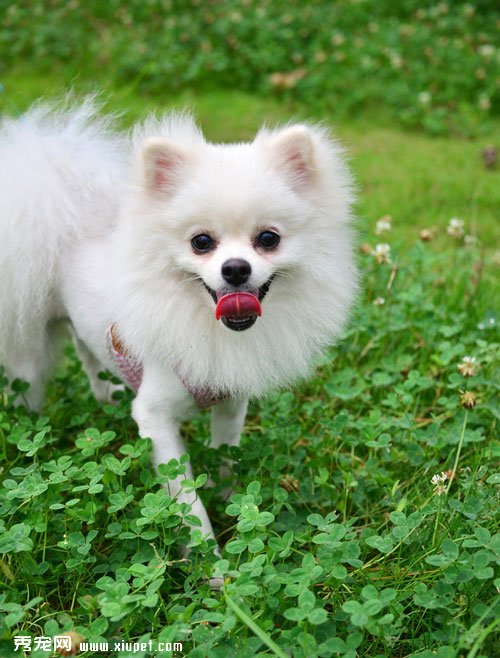 怎麼挑選漂亮的博美幼犬?