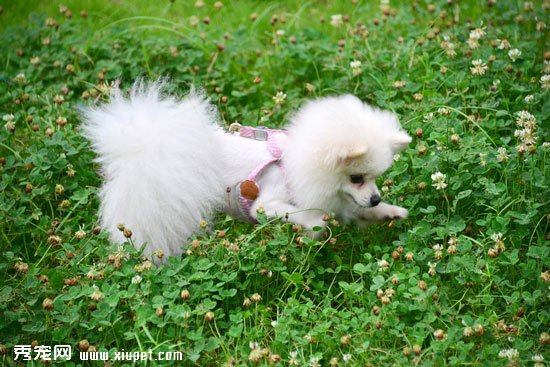 如何區分博美犬和長毛吉娃娃品種