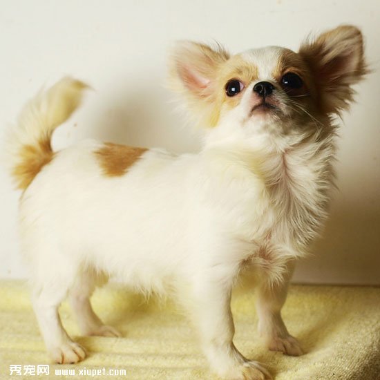 如何區分博美犬和長毛吉娃娃品種