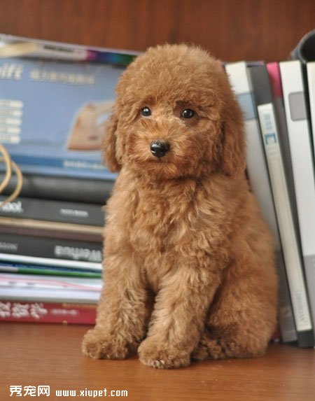 如何挑選泰迪犬？選購泰迪幼犬的基本標准
